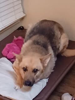 Chico, an adoptable German Shepherd Dog Mix in Rowlett, TX_image-1