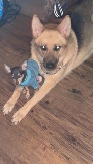 Chico, an adoptable German Shepherd Dog Mix in Rowlett, TX_image-2