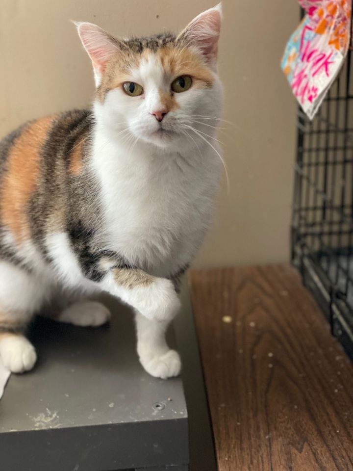 Cat for adoption Krissy , a Domestic Short Hair in Mount Pleasant, PA