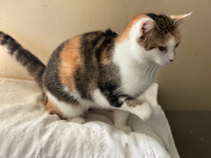 Cat for adoption Krissy , a Domestic Short Hair in Mount Pleasant, PA