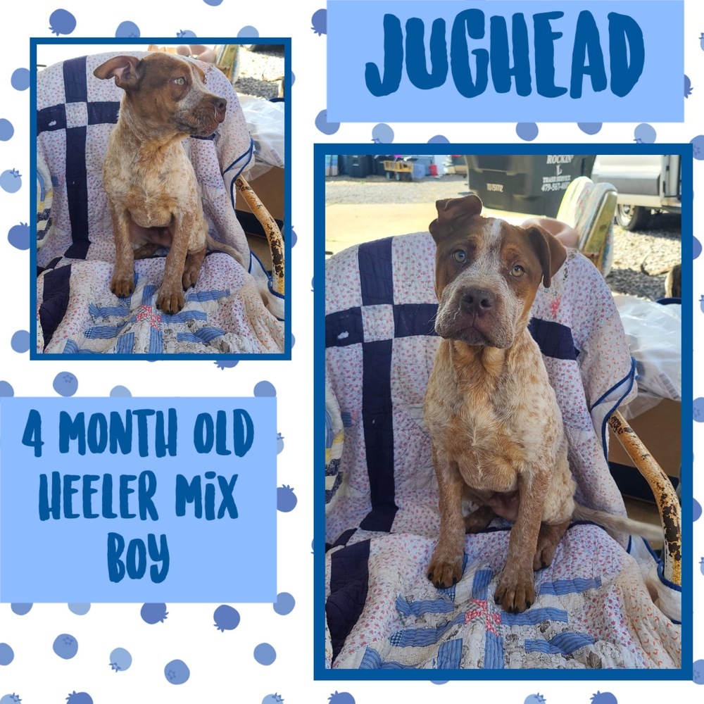 Jughead