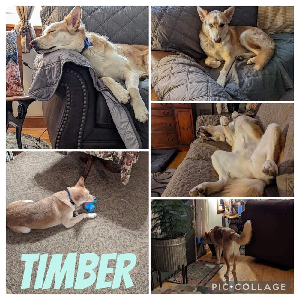 Timber