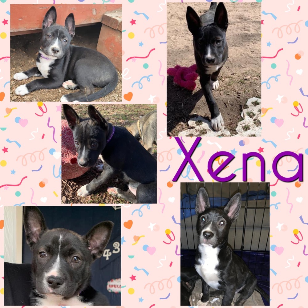 Xena