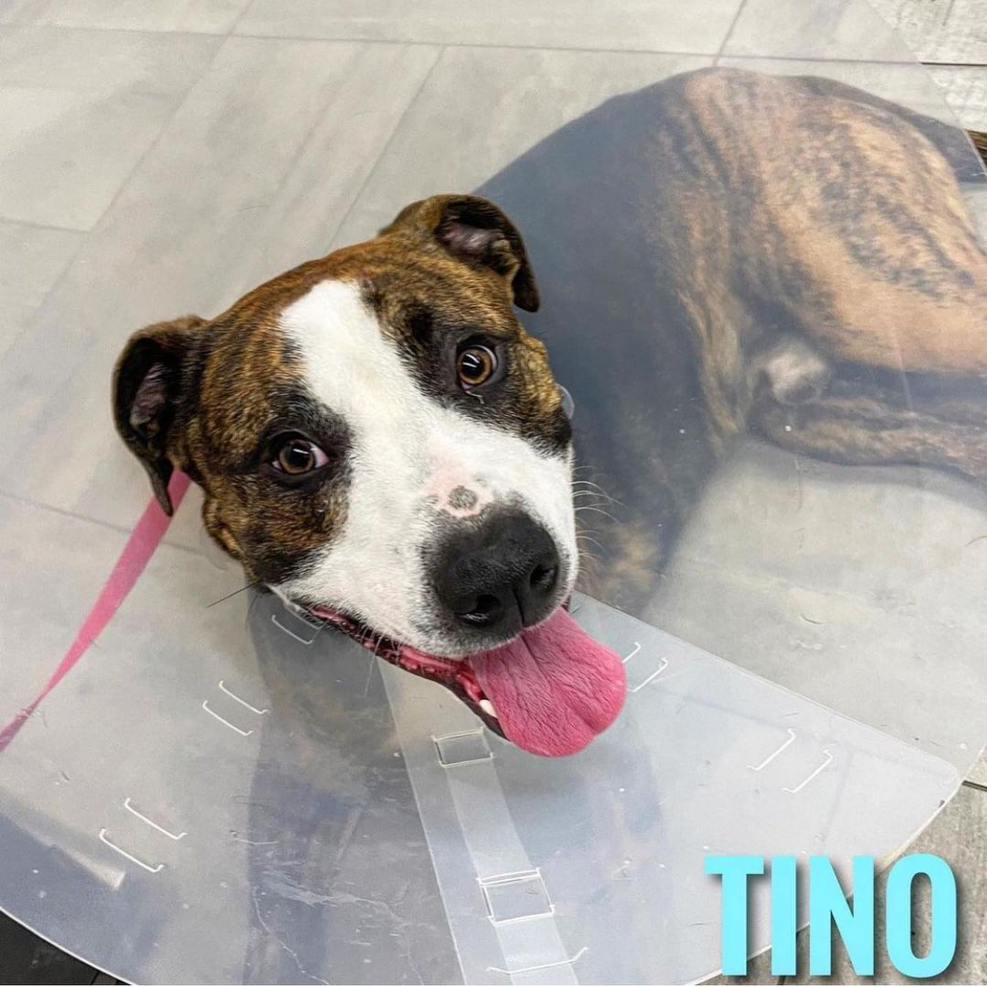 Tino