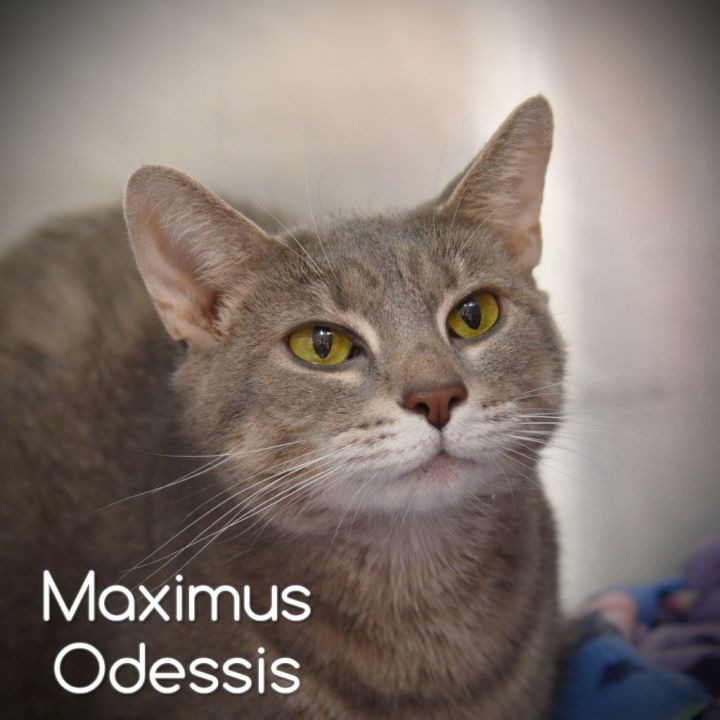 Maximus Odessis, an adoptable Domestic Short Hair in Johnstown, PA_image-2