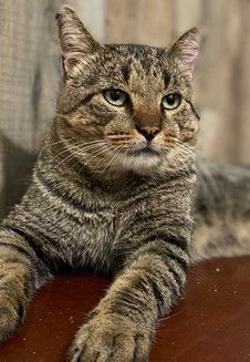 Joey Clovermeadow, an adoptable Domestic Short Hair in Fort Worth, TX, 76107 | Photo Image 3