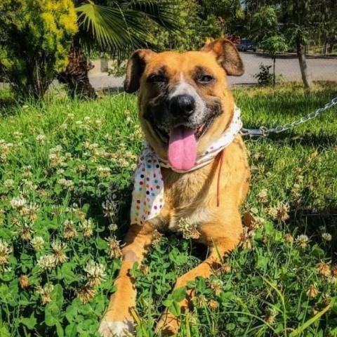 Aura, an adoptable Terrier & Boxer Mix in San Diego, CA_image-1