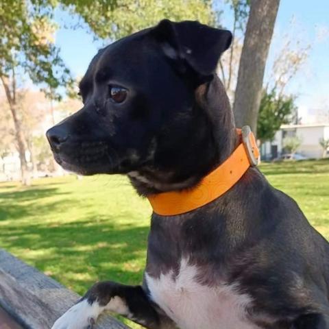 Candy, an adoptable Black Labrador Retriever & Terrier Mix in San Diego, CA_image-6