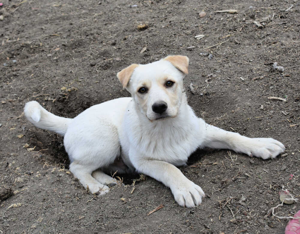 Trevor, an adoptable Labrador Retriever in Dodson, MT, 59524 | Photo Image 2