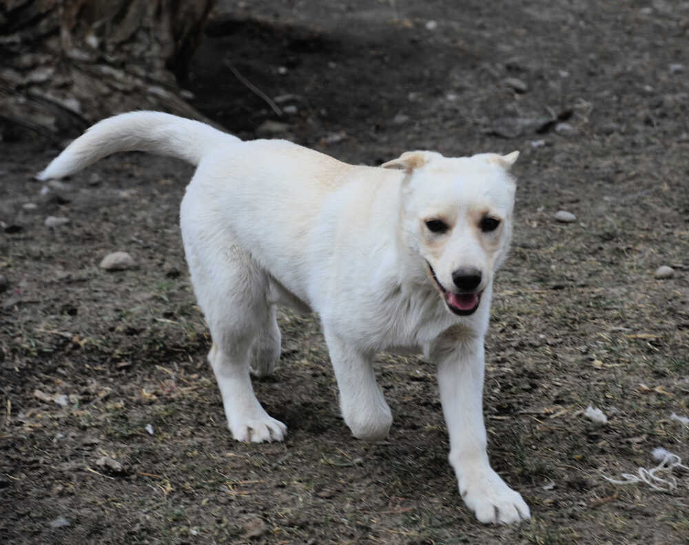 Trevor, an adoptable Labrador Retriever in Dodson, MT, 59524 | Photo Image 3