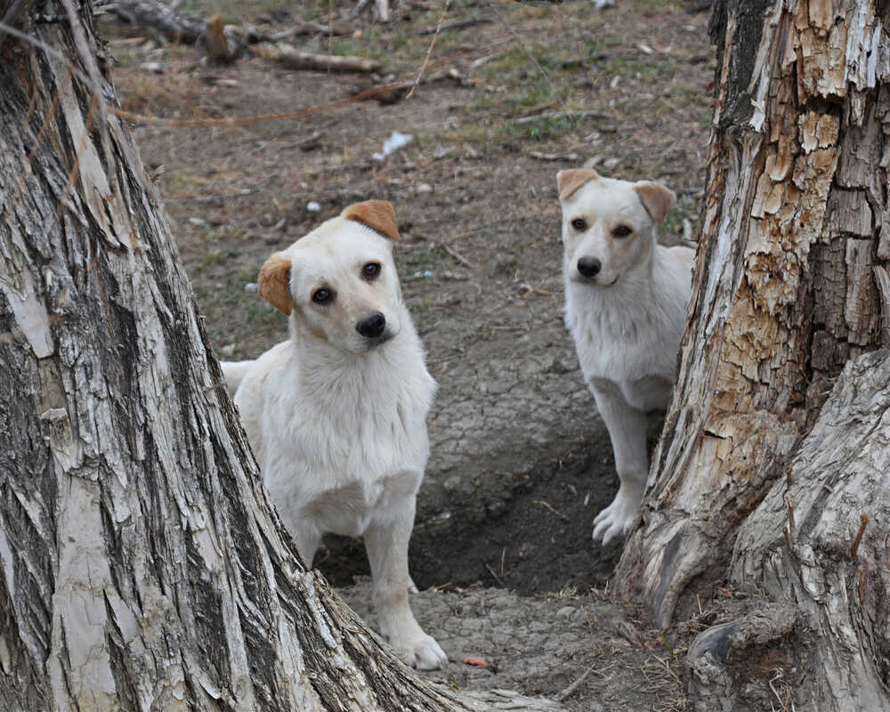 Trevor, an adoptable Labrador Retriever in Dodson, MT, 59524 | Photo Image 4