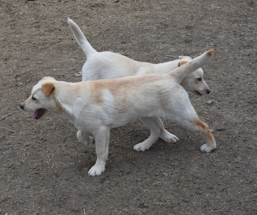 Trevor, an adoptable Labrador Retriever in Dodson, MT, 59524 | Photo Image 5