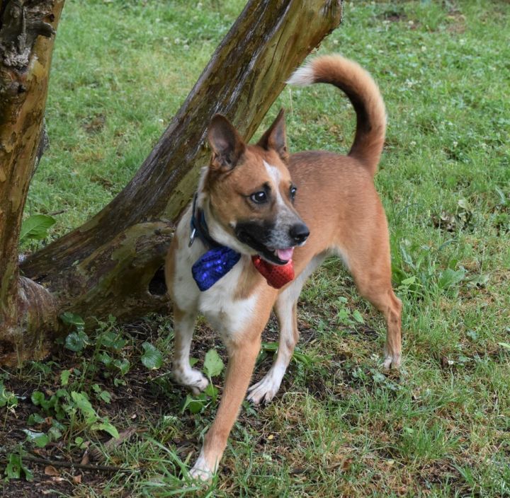 Toby, an adoptable Cattle Dog & Australian Cattle Dog / Blue Heeler Mix in Acworth, GA_image-4