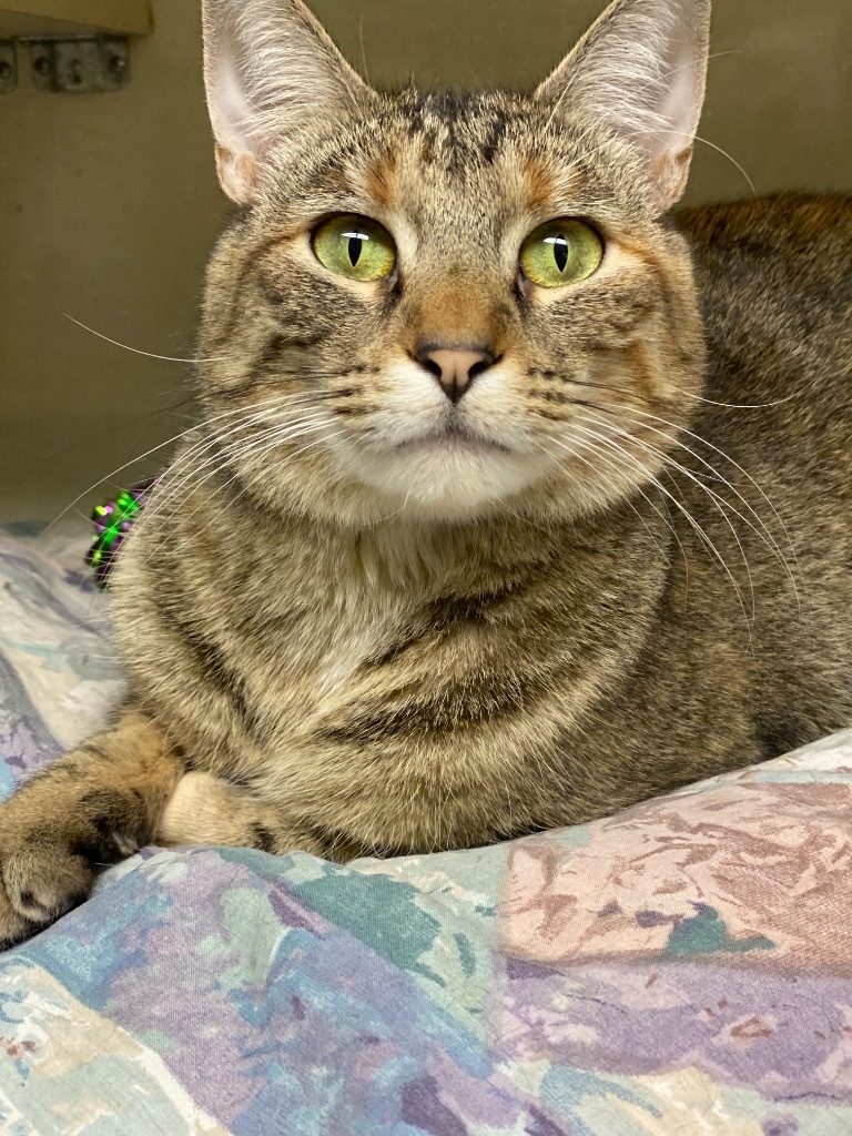 Holly, an adoptable Domestic Short Hair in Ballwin, MO, 63011 | Photo Image 3