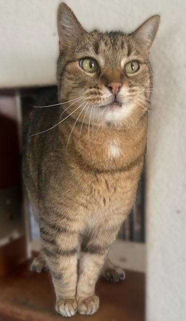 Juno, an adoptable Tabby in Waverly, IA_image-5