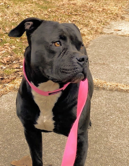 Davey, an adoptable Pit Bull Terrier in Livonia, MI, 48152 | Photo Image 1