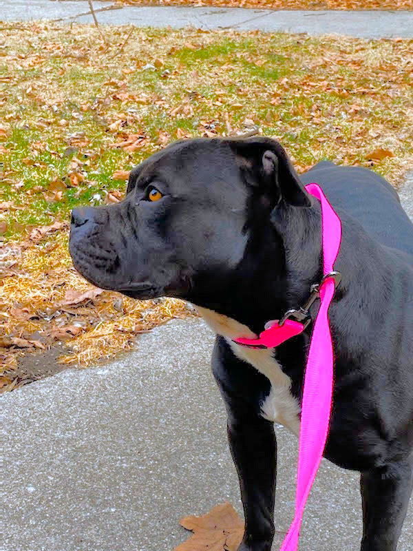 Davey, an adoptable Pit Bull Terrier in Livonia, MI, 48152 | Photo Image 2