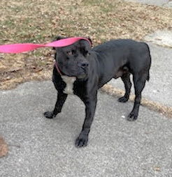 Davey, an adoptable Pit Bull Terrier in Livonia, MI, 48152 | Photo Image 3