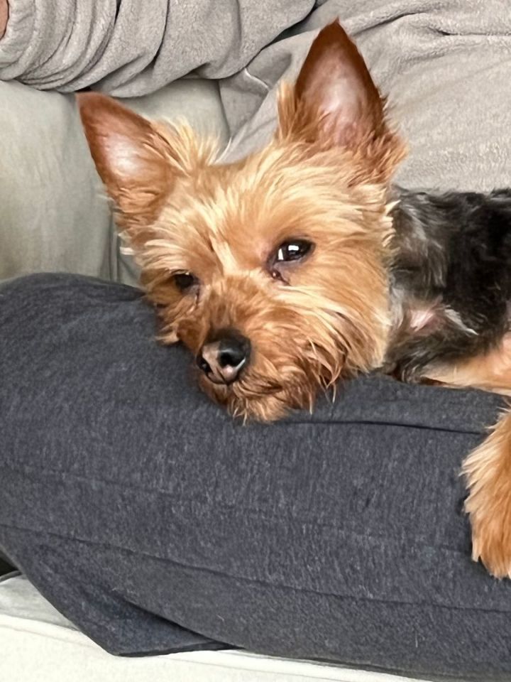 Bear, an adopted Silky Terrier in Rochester, NY_image-3