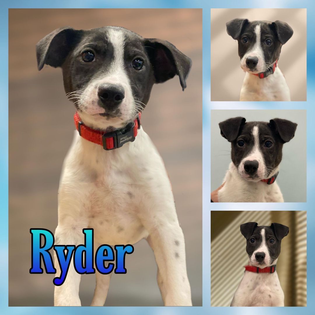 Ryder