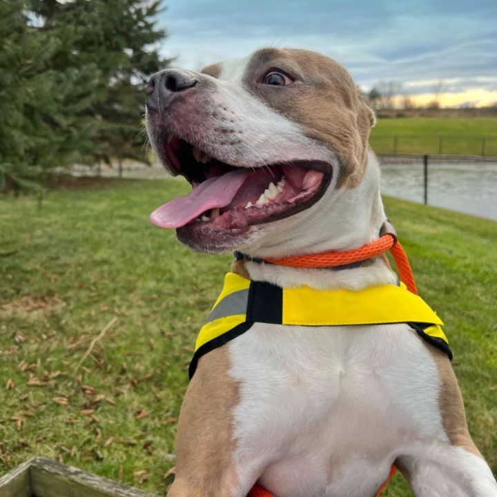 Milo, an adoptable Pit Bull Terrier Mix in Williston, VT_image-2