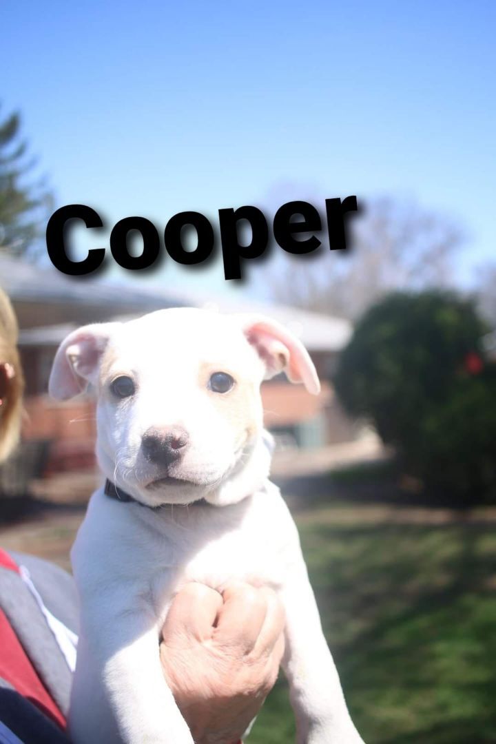 Cooper