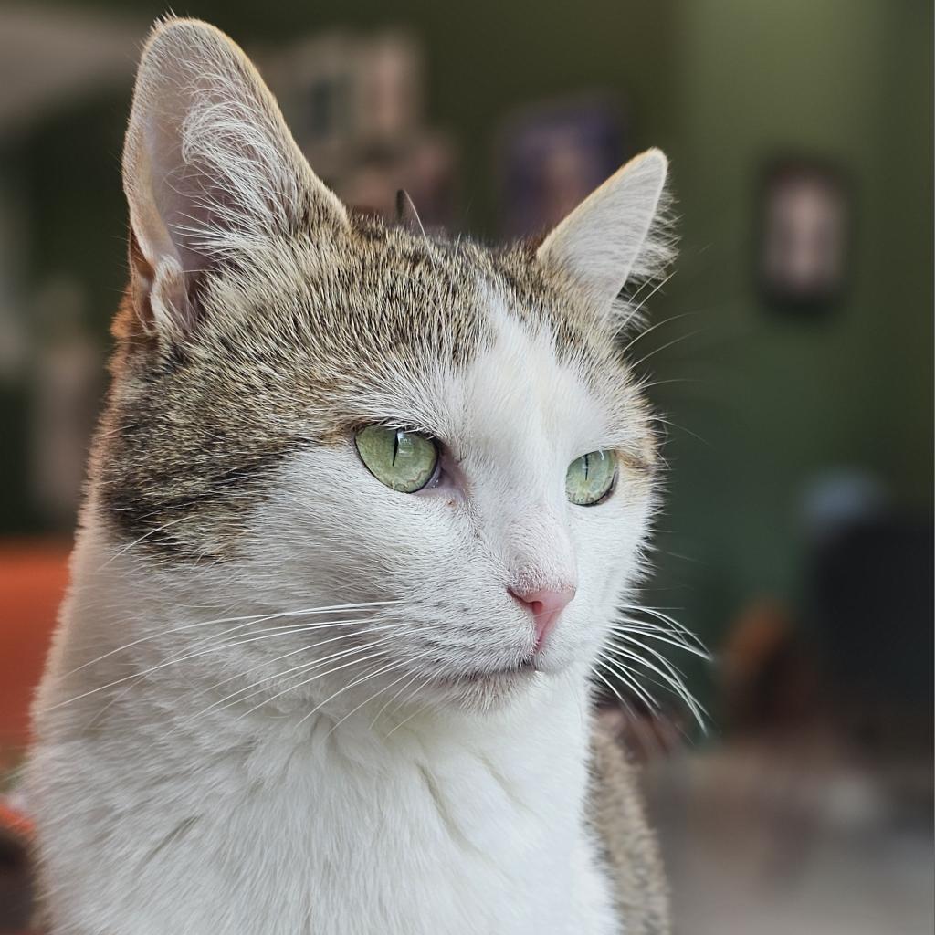 Froot Loop, an adoptable Domestic Short Hair in Cumming, GA, 30040 | Photo Image 1