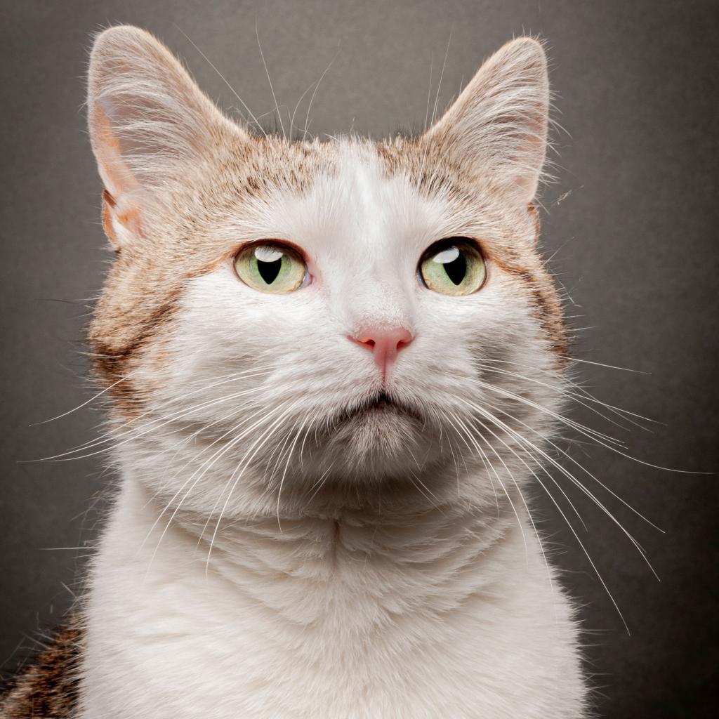 Froot Loop, an adoptable Domestic Short Hair in Cumming, GA, 30040 | Photo Image 2
