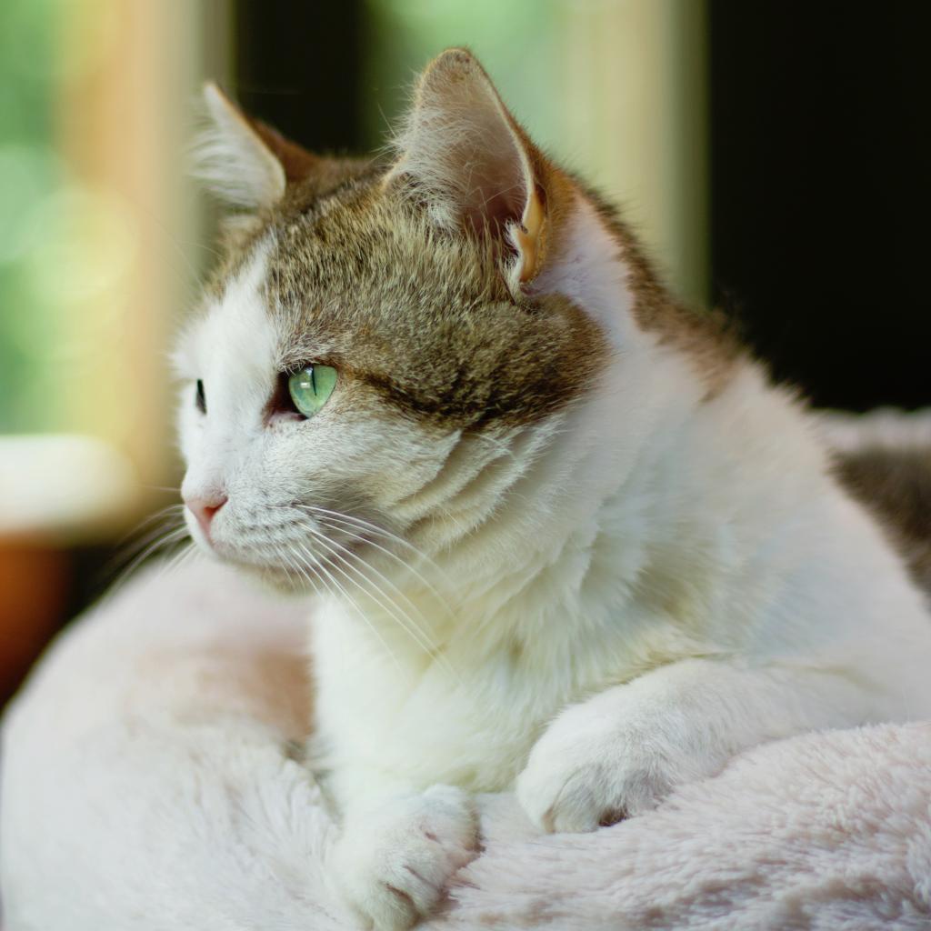 Froot Loop, an adoptable Domestic Short Hair in Cumming, GA, 30040 | Photo Image 3