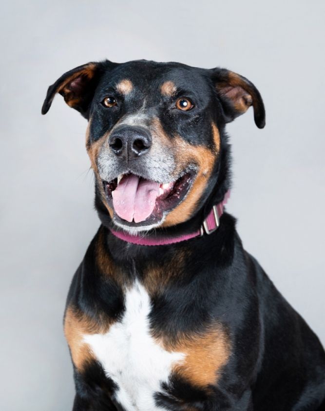 Dog for adoption - Brutus, a Rottweiler Mix in Peru, NY | Petfinder