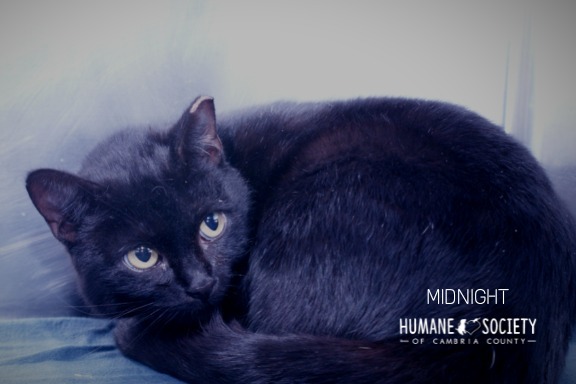 Midnight, an adoptable Domestic Short Hair in Johnstown, PA_image-1