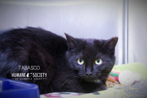 Tabasco, an adoptable Domestic Short Hair in Johnstown, PA_image-1