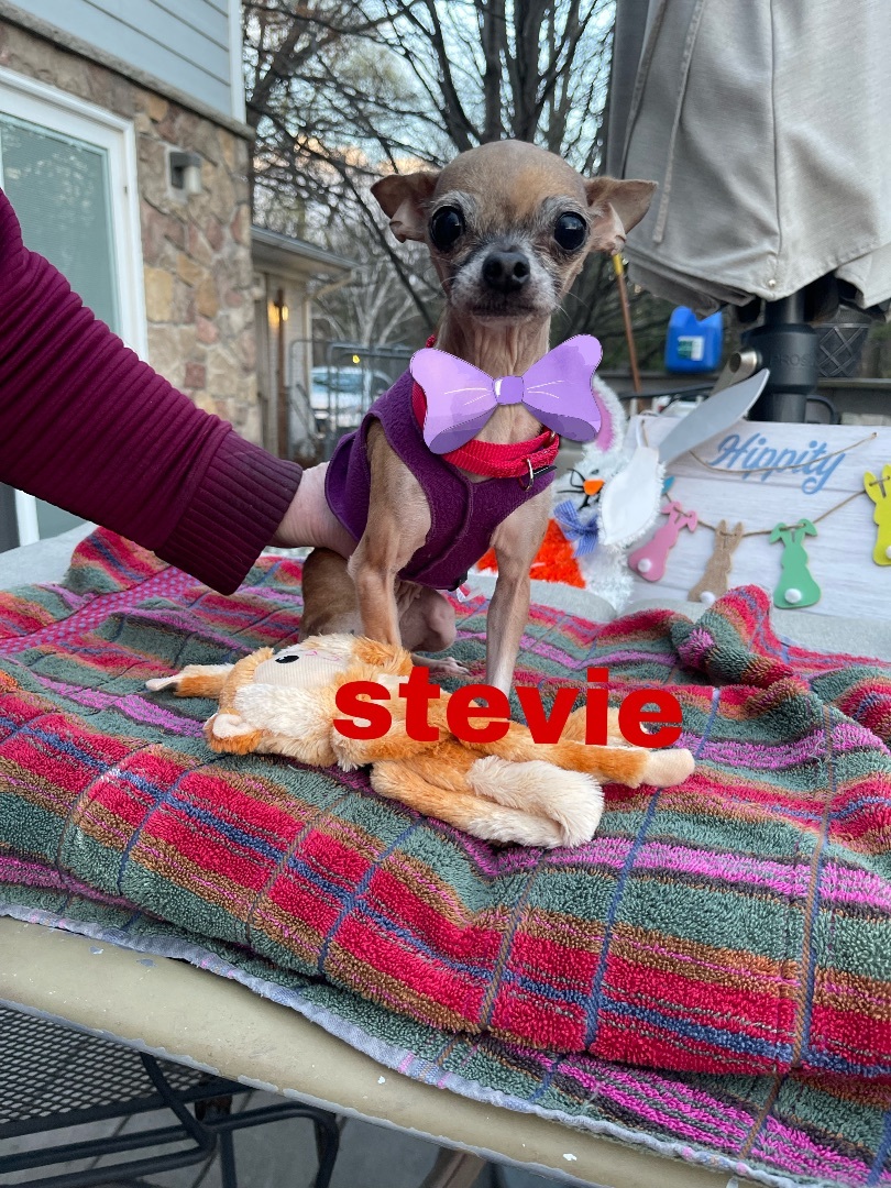 Stevie Nicks- 5 lbs l