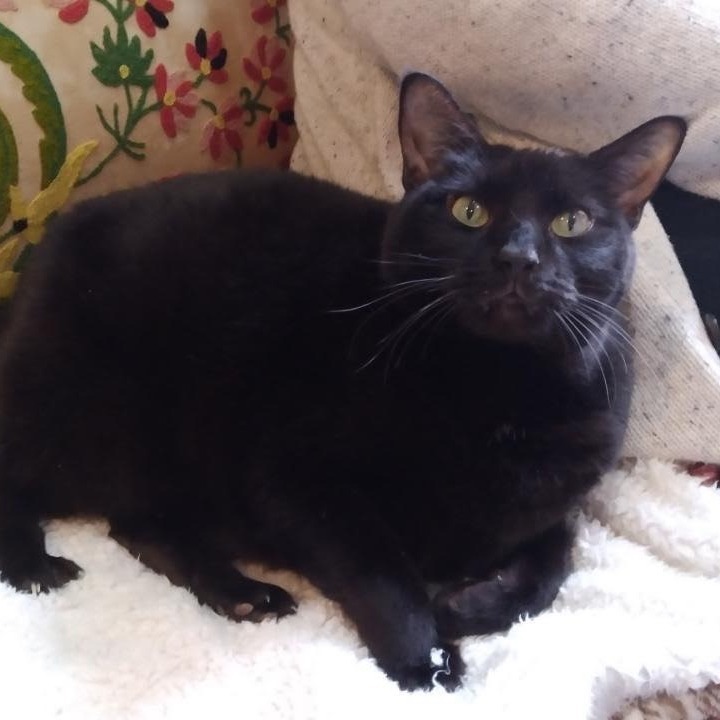 Cat for adoption Patty, a Domestic Short Hair in Norwalk, CT Petfinder