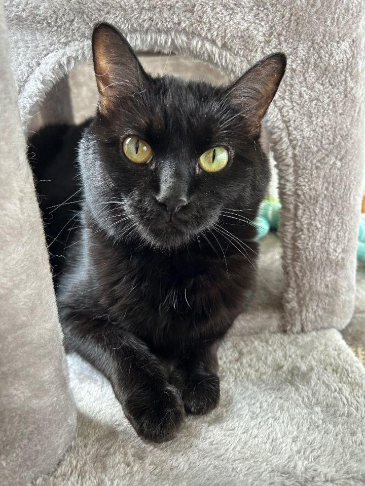 Cat for adoption Patty, a Domestic Short Hair in Norwalk, CT Petfinder