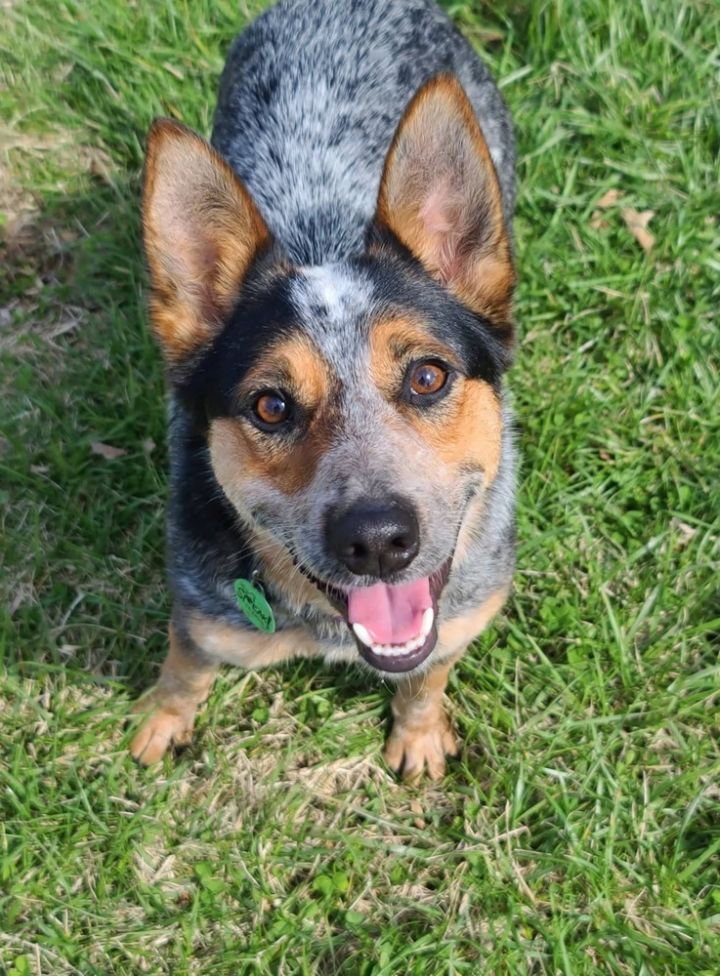 Nancy, an adoptable Australian Cattle Dog / Blue Heeler in Troy, IL_image-4