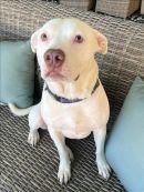 BUCKLEY's profile on Petfinder.com