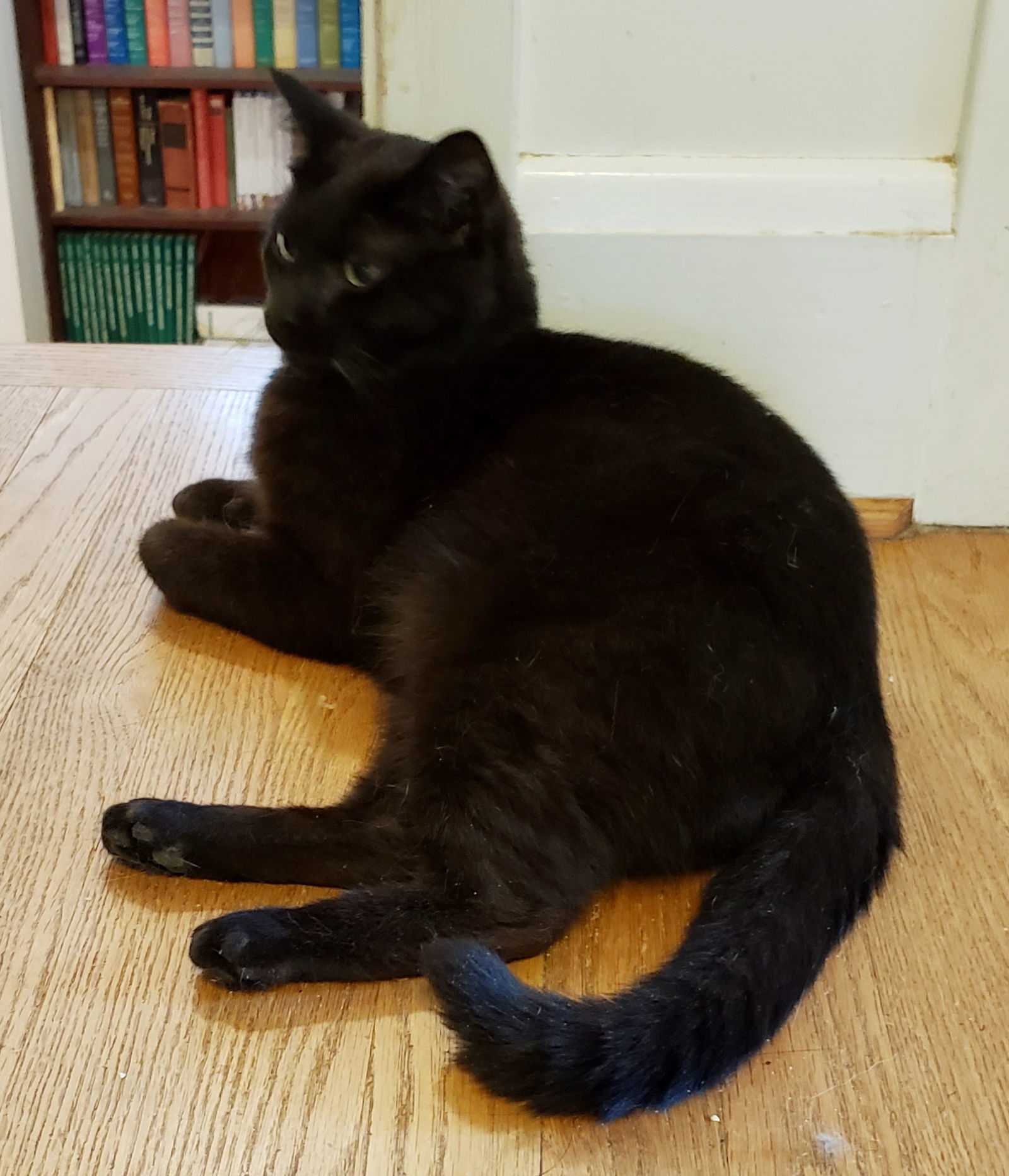 Roada, an adoptable Tabby in Westminster, MD, 21158 | Photo Image 2