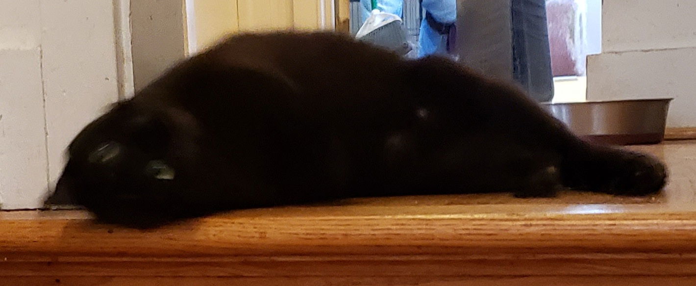 Roada, an adoptable Tabby in Westminster, MD, 21158 | Photo Image 3