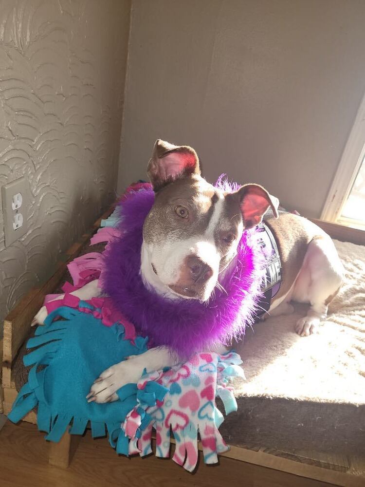 Gabby, an adoptable American Bulldog in Milton, FL, 32583 | Photo Image 1
