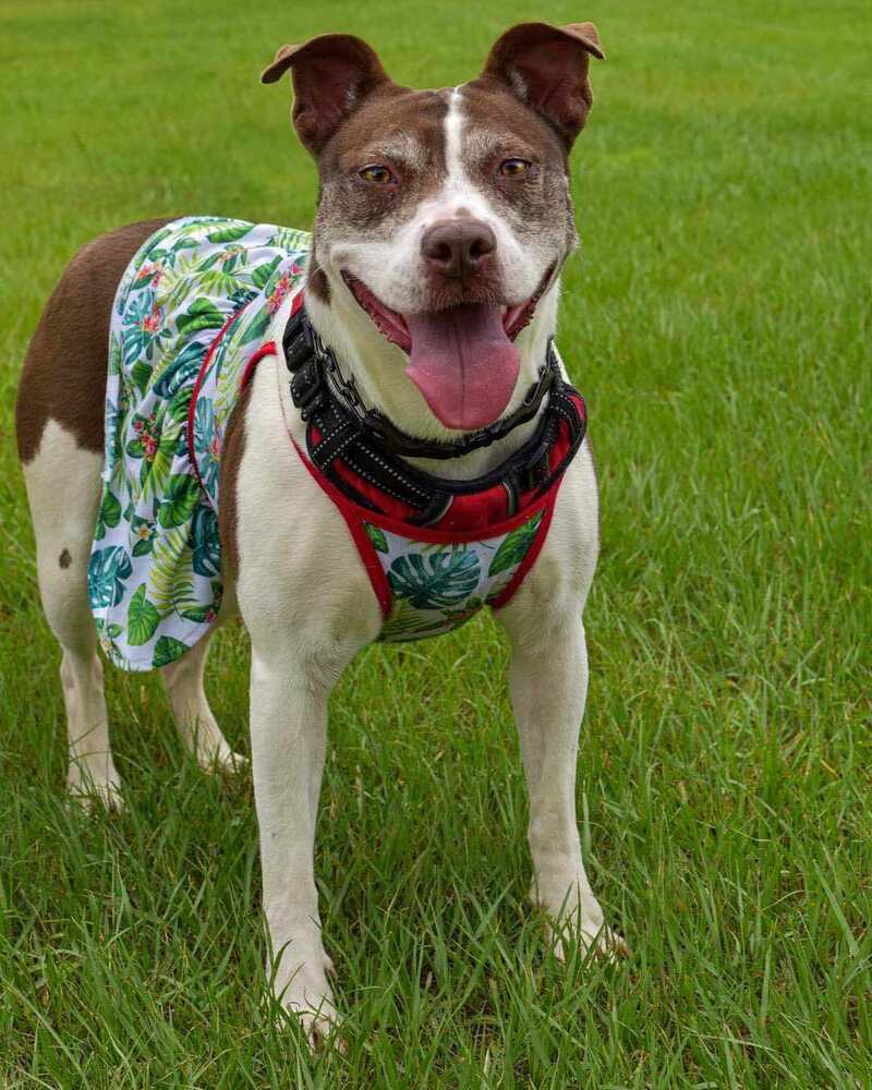 Gabby, an adoptable American Bulldog in Milton, FL, 32583 | Photo Image 1