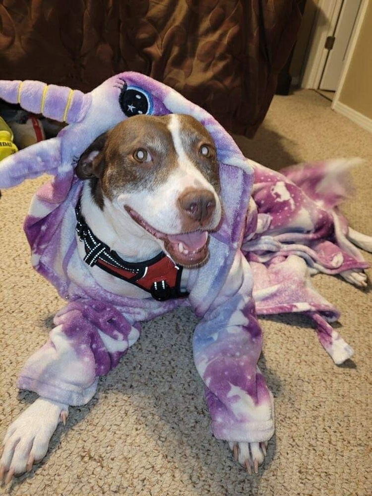 Gabby, an adoptable American Bulldog in Milton, FL, 32583 | Photo Image 2