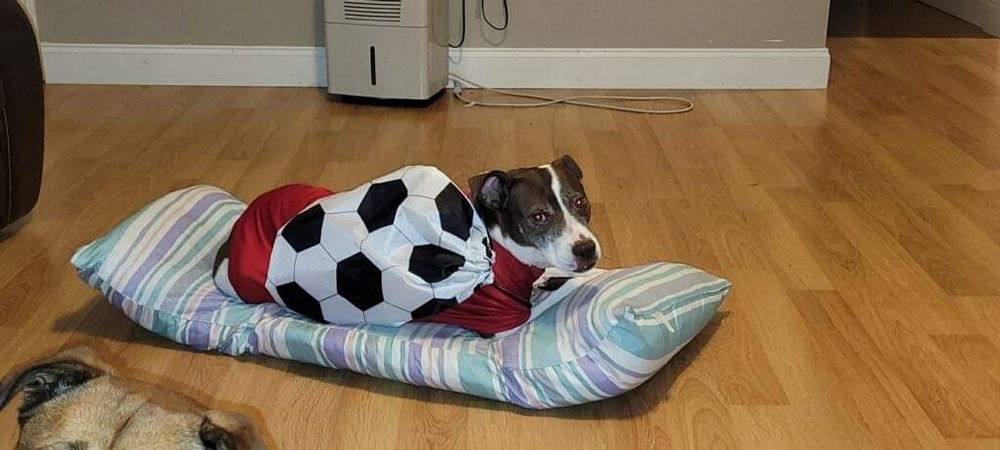 Gabby, an adoptable American Bulldog in Milton, FL, 32583 | Photo Image 3