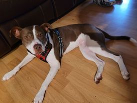 Gabby, an adoptable American Bulldog in Milton, FL, 32583 | Photo Image 4