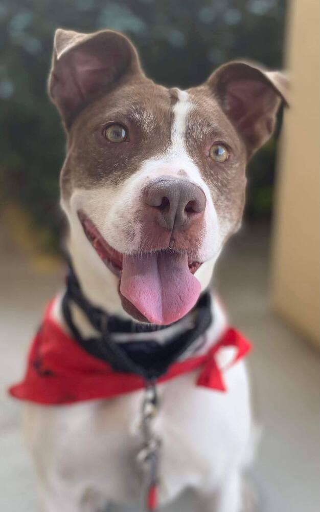 Gabby, an adoptable American Bulldog in Milton, FL, 32583 | Photo Image 5