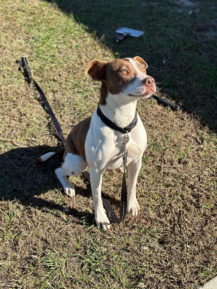 Gabby, an adoptable American Bulldog in Milton, FL, 32583 | Photo Image 6