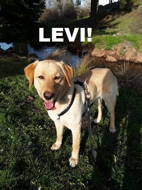 Levi
