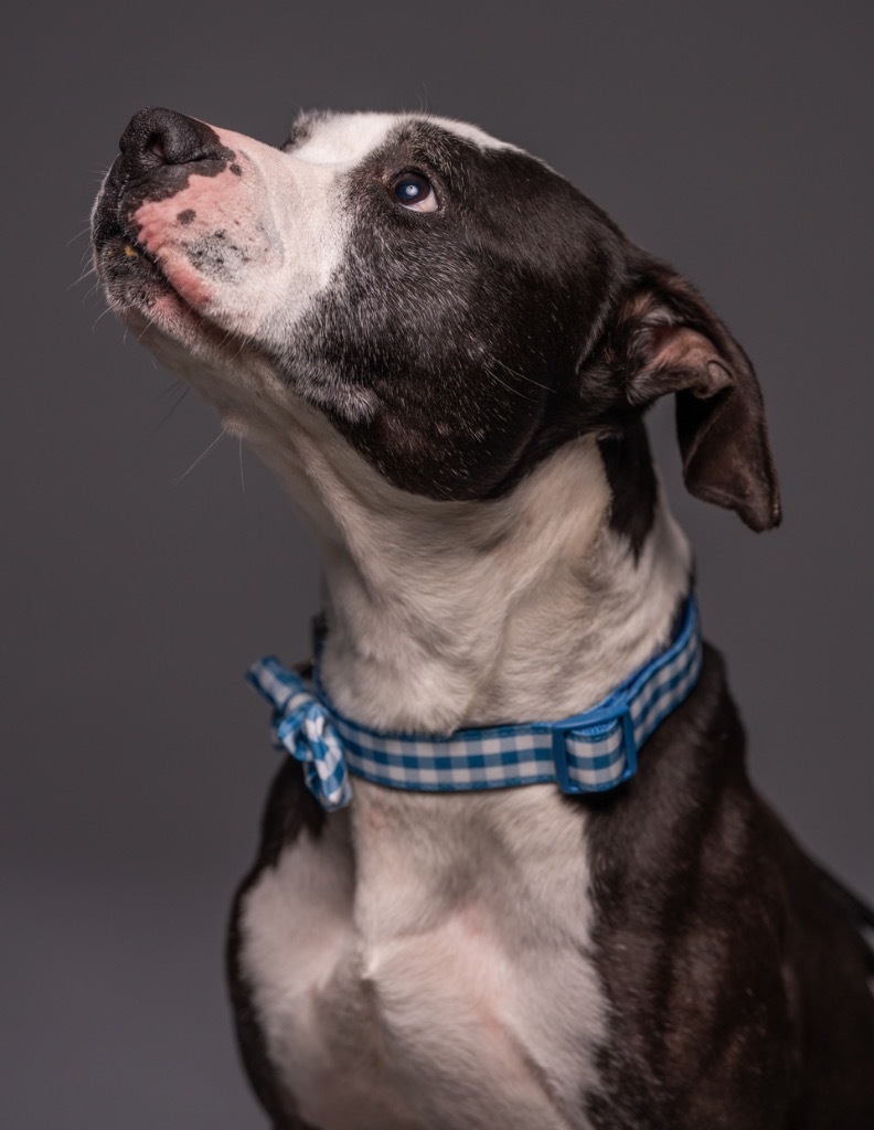 George, an adoptable Pit Bull Terrier, Mixed Breed in Walden, NY, 12586 | Photo Image 1