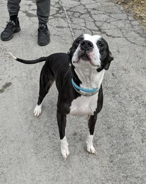 George, an adoptable Pit Bull Terrier, Mixed Breed in Walden, NY, 12586 | Photo Image 2