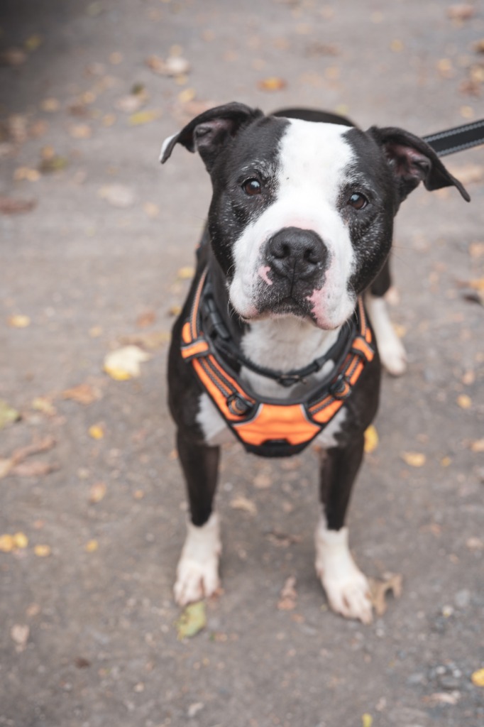George, an adoptable Pit Bull Terrier, Mixed Breed in Walden, NY, 12586 | Photo Image 3